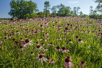 Field of Purple Coneflower