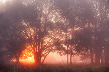 Oak Trees In Meadow At Sunrise, Sunbeams Breaking Through Morning Fog