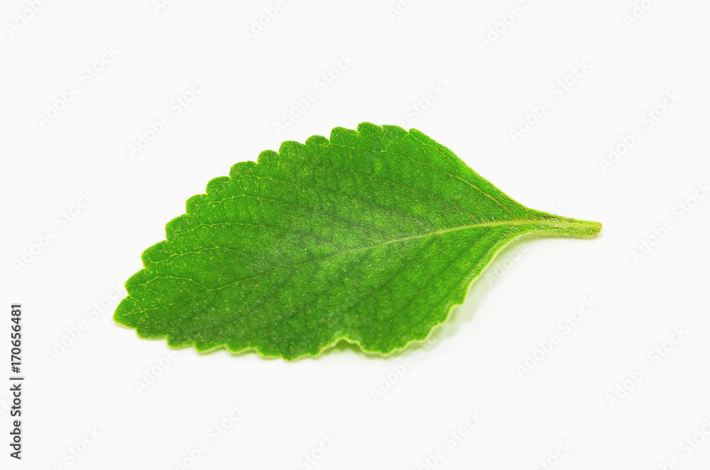 Boldo leaf: green plant called Boldo da Terra. Plant used to make tea ...