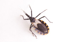 Kissing Bug Chagas Disease Vector Triatomine; Human Health Emerging Zoonotic Disease