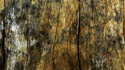 Wood texture background