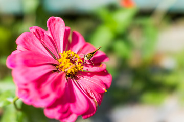 Wall Mural - Macro closeup of small moth on pink zinnia flower in summer garden