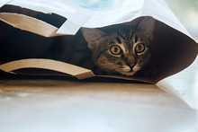 Wide Eyed Tabby Kitty Hiding Inside A Paper Bag
