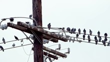 Wide Shot Of Stoic Pigeons Hanging Out On A City Power Line