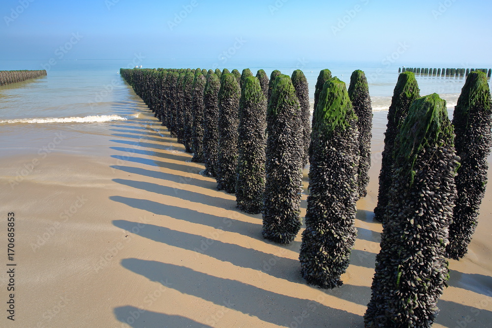 Mussels cultivated on poles (bouchots) on the beach near Cap Gris Nez, Cote d'Opale, Pas de Calais, Hauts de France, France - obrazy, fototapety, plakaty 