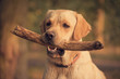© SasaStock - Labrador Retriever dog holding a stick in training