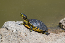 Little Turtle On The Edge Of A Lake In A Sunny Day