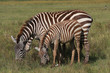 Steppenzebra (Equus quagga) mit Jungtier, Masai Mara, Kenia, Ostafrika