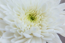 White Chrysanthemum Close Up, Macro Flower, Close Up