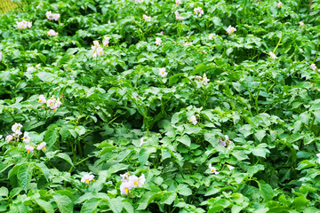 Wall Mural - sping potatoes flowers