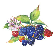 Blackberry Fruit, White Flowers And Leaves (Rubus Genus, Garden Blackberry). Watercolor Hand Drawn Painting Illustration, Isolated On White Background.