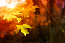 Autumn Background With Yellow Maple Leaves And Sunlight.