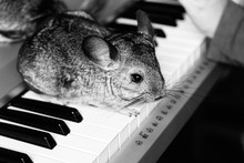 Chinchilla Sits On The Keys Of A Piano