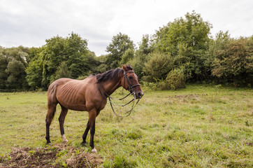 fit winner brown horse on field in morning