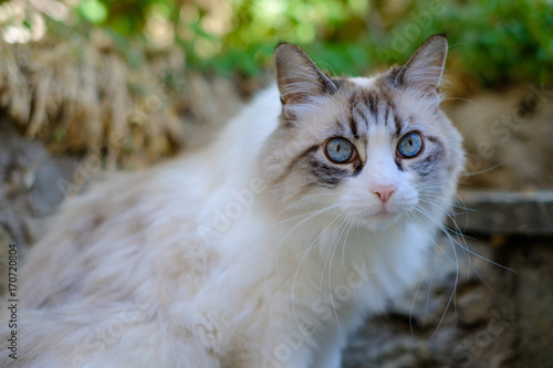 Jolie Chat Blac Et Gris Au Poil Long Avec De Beaux Yeux Bleu Acheter Cette Photo Libre De Droit Et Decouvrir Des Images Similaires Sur Adobe Stock Adobe Stock Jolie Chat Blac Et Gris Au Poil Long Avec De Beaux Yeux Bleu Acheter Cette Photo Libre De Droit Et Decouvrir Des Images Similaires Sur Adobe Stock Adobe Stock