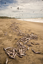 Thousands Of Dead Fish Washed Up On Beach  In Zorritos Peru