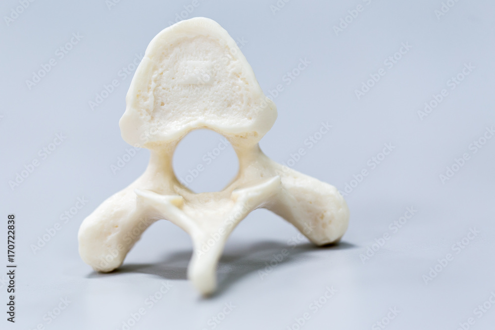 The vertebral column, also known as the backbone or spine, is part of ...