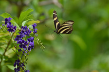 Stunning Image Of A Zebra Butterfly Flying Around