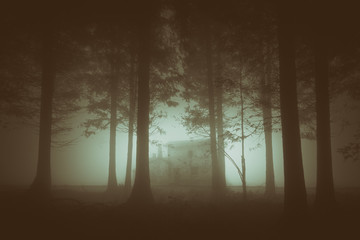 gloomy forest with fog and a house