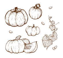 Pumpkin Vector Drawing Set.