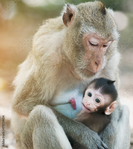 Mother Monkey With A Baby Monkey Buy This Stock Photo And Explore Similar Images At Adobe Stock Adobe Stock