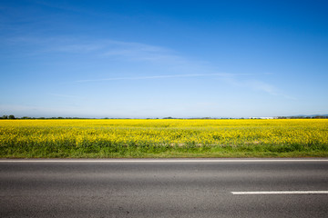 asphalt road among the summer field