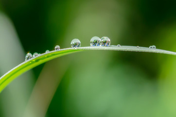 Wall Mural - Many drops of water are on green leaves after rain.The background is a natural bokeh.