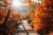 Wooden Path Across Small Creek In Red Autumn Forest