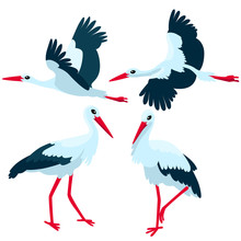 Stork Standing And Flying On White Background / There Are Some Storks In Cartoon Style
