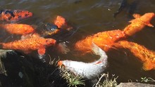 Group Of Orange Carps Trying To Eat The Small Ball Of Ration Floating On The Water Of A Lake.