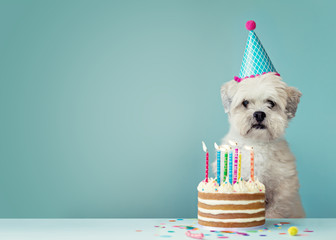 Dog with birthday cake