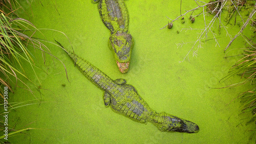 Fotografía Two Alligators Swimming in Green Mississippi Swamp