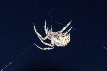 Garden Spider Making its Web