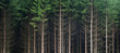 Dunkler Tannenwald nach einer Rodungsarbeit, Symbol für Umweltschutz und Nachhaltigkeit