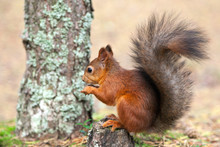Red Squirrel In Nature