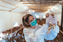 Veterinarian Holding A Chick In Chicken Farm. 