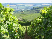 Paysage De Vignes En été En Champagne (France)