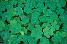 A Patch Of Clover In A Forest