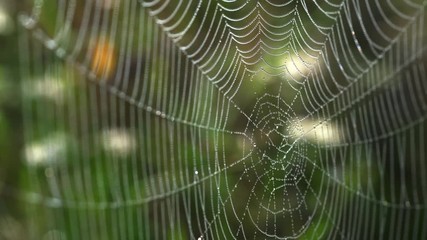 spider web morning - (4k)
