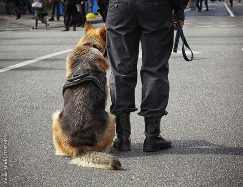Obraz na plátně Smart police dog sitting outdoors
