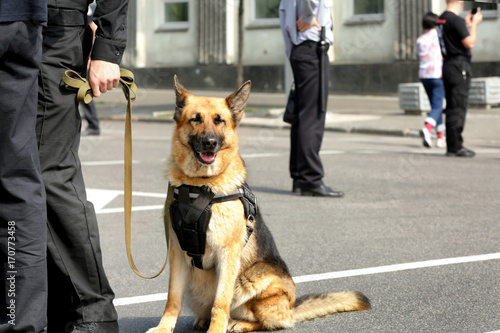 Fotografie, Obraz Smart police dog sitting outdoors