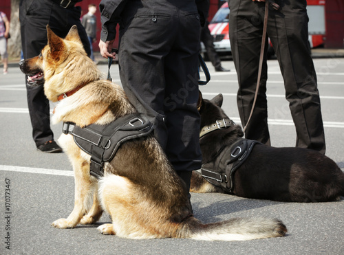 Fotografie, Obraz Smart police dogs outdoors