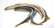 River lamprey on a white background