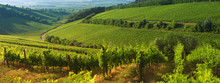 Vineyard In Villany Hungary, Panorama View
