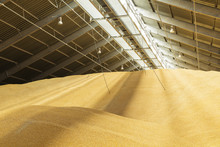 Dried Corn Grains In A Warehouse