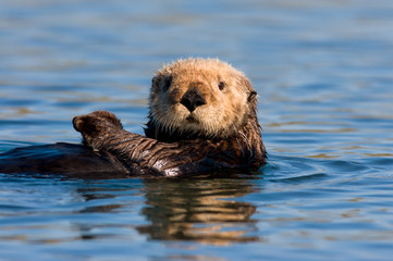 california sea otter near monterey
