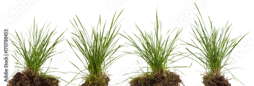 Fotografía green fresh grass meadow isolated on white backgound