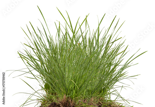 Cuadros en Lienzo green fresh grass meadow isolated on white backgound