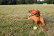 © Sarah Rypma - Dog lying on grass panting with tennis ball