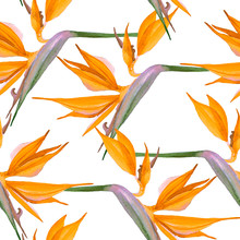 Pattern Of Orange Flowers Strelitzia On White Background